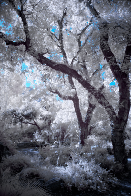A Walk in the Garden
