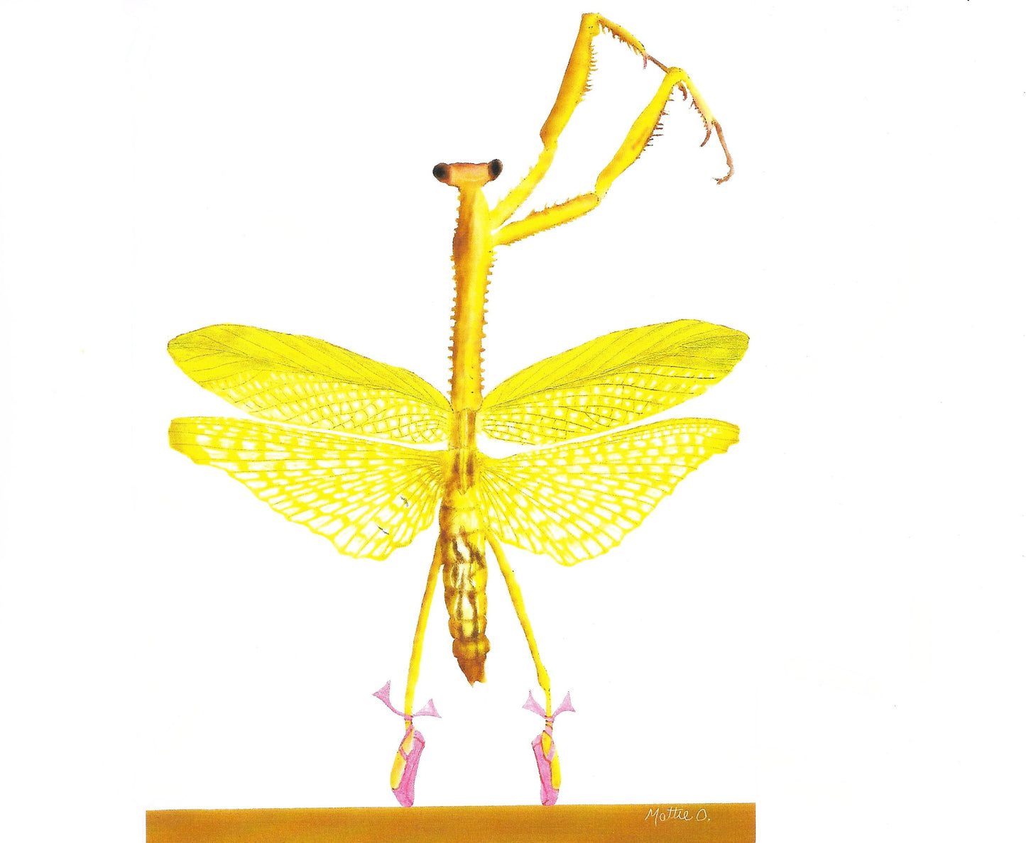 Greeting Note Cards - Dancing Bug - Variety