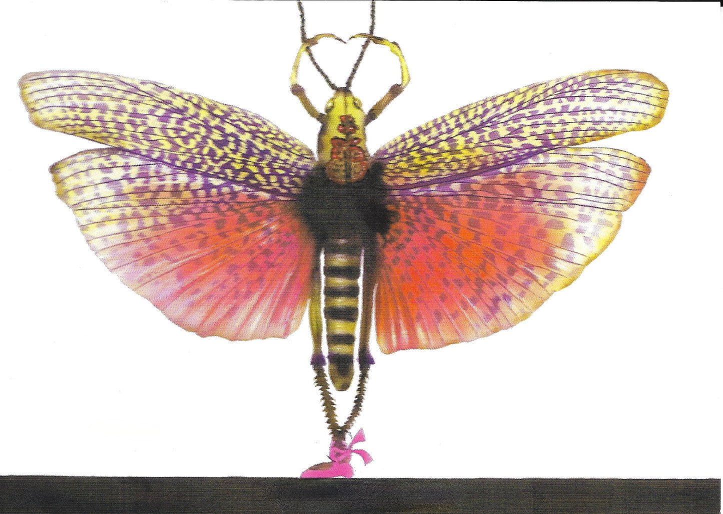 Greeting Note Cards - Dancing Bug - Variety