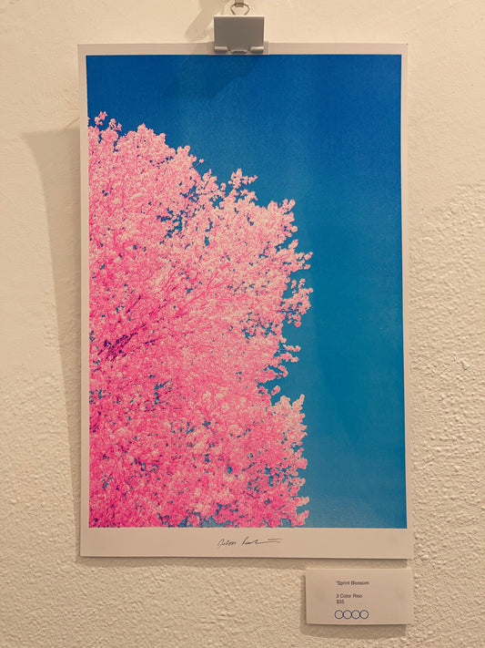 Spring Blossoms