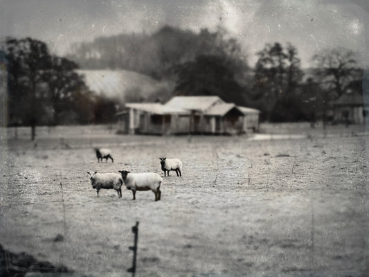 The Sheep in Focus