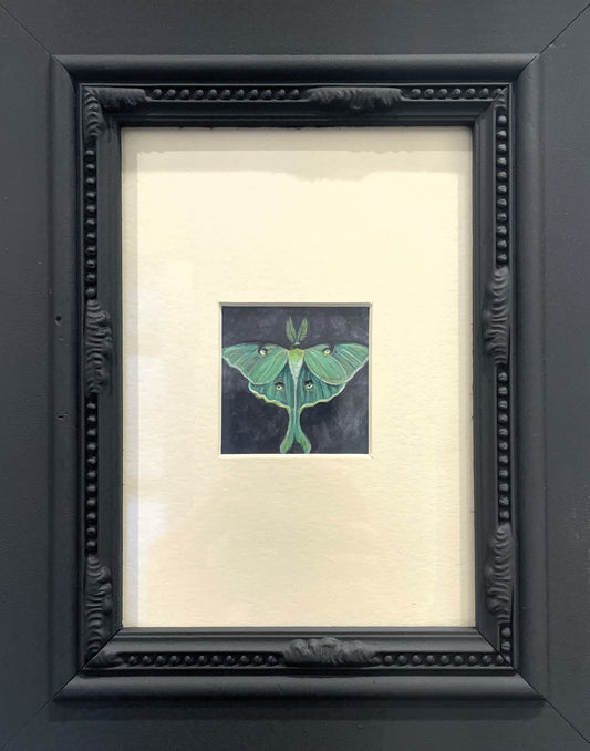 Luna Moth
