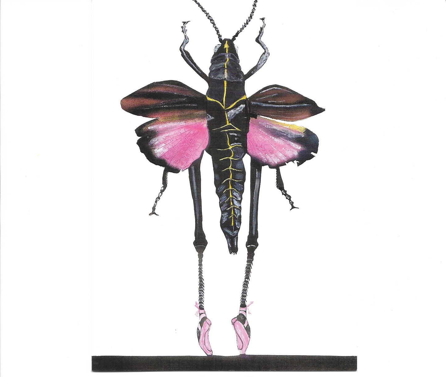 Greeting Note Cards - Dancing Bug - Variety