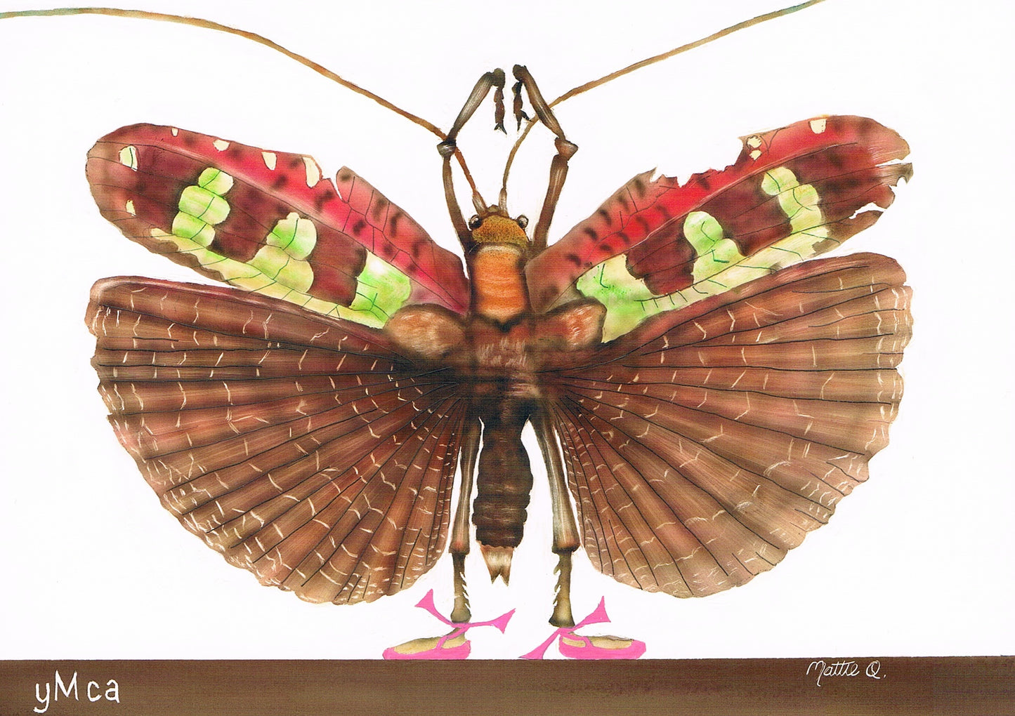 Greeting Note Cards - Dancing Bug - Variety