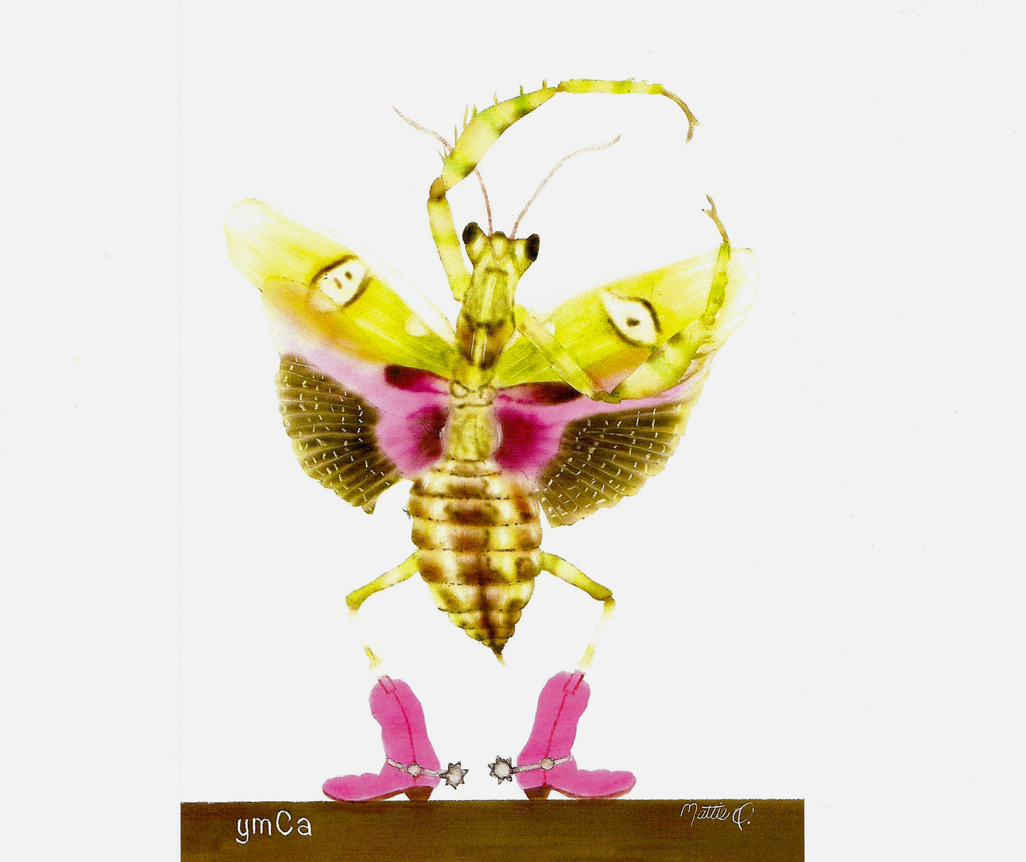 Greeting Note Cards - Dancing Bug - Variety