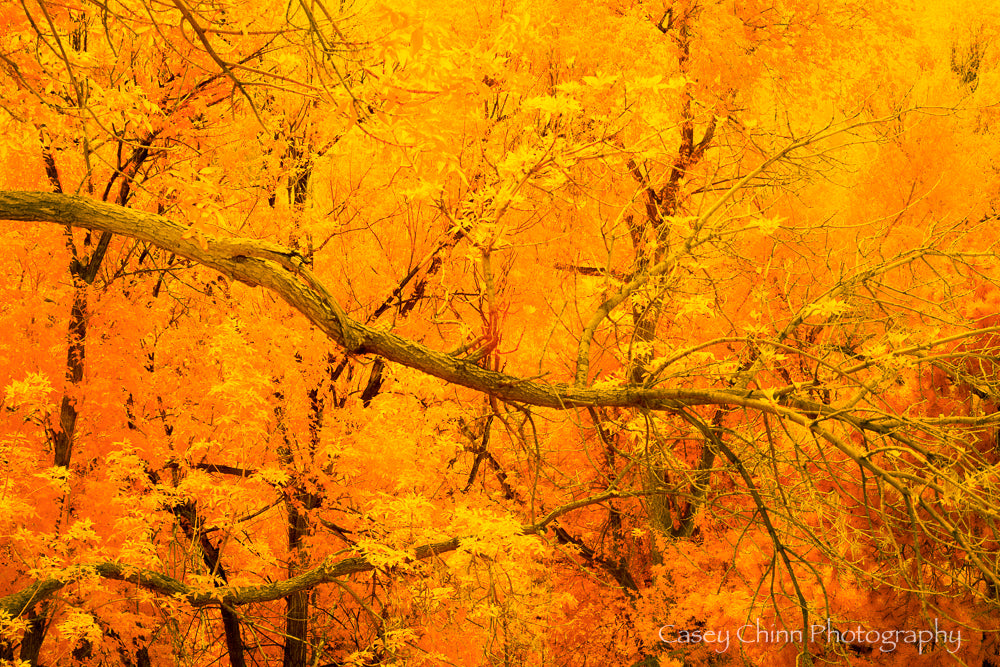 Winter Woods/Fall Woods Together