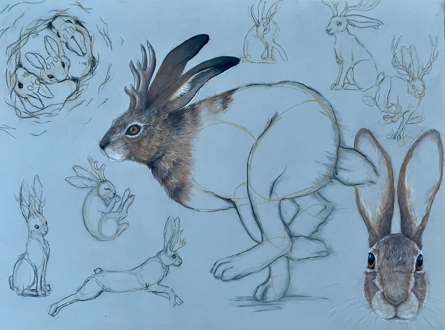 Jackalope Sketches