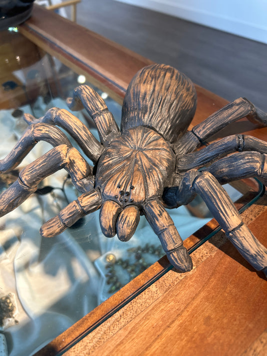 Goliath Bird Eater (Tarantula)