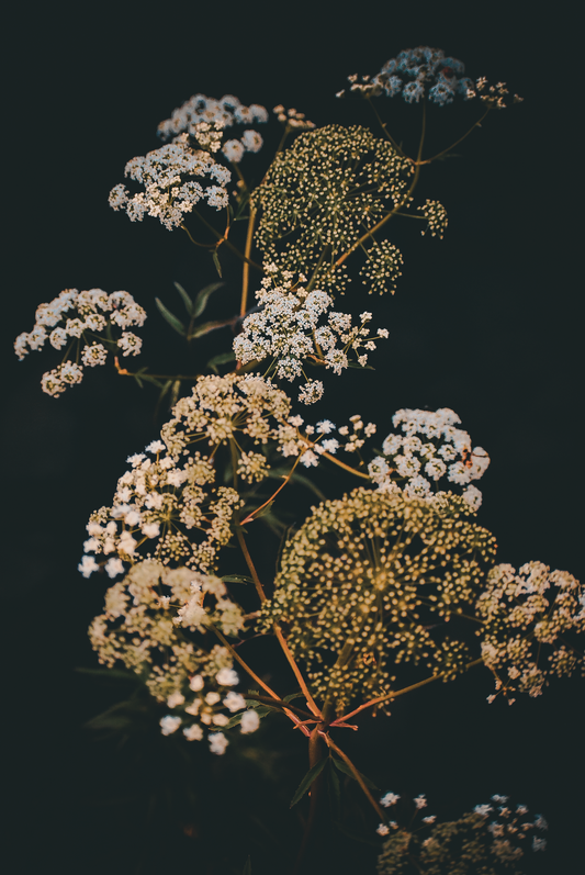 A Study in Stillness | 10x12" Photograph PRINT