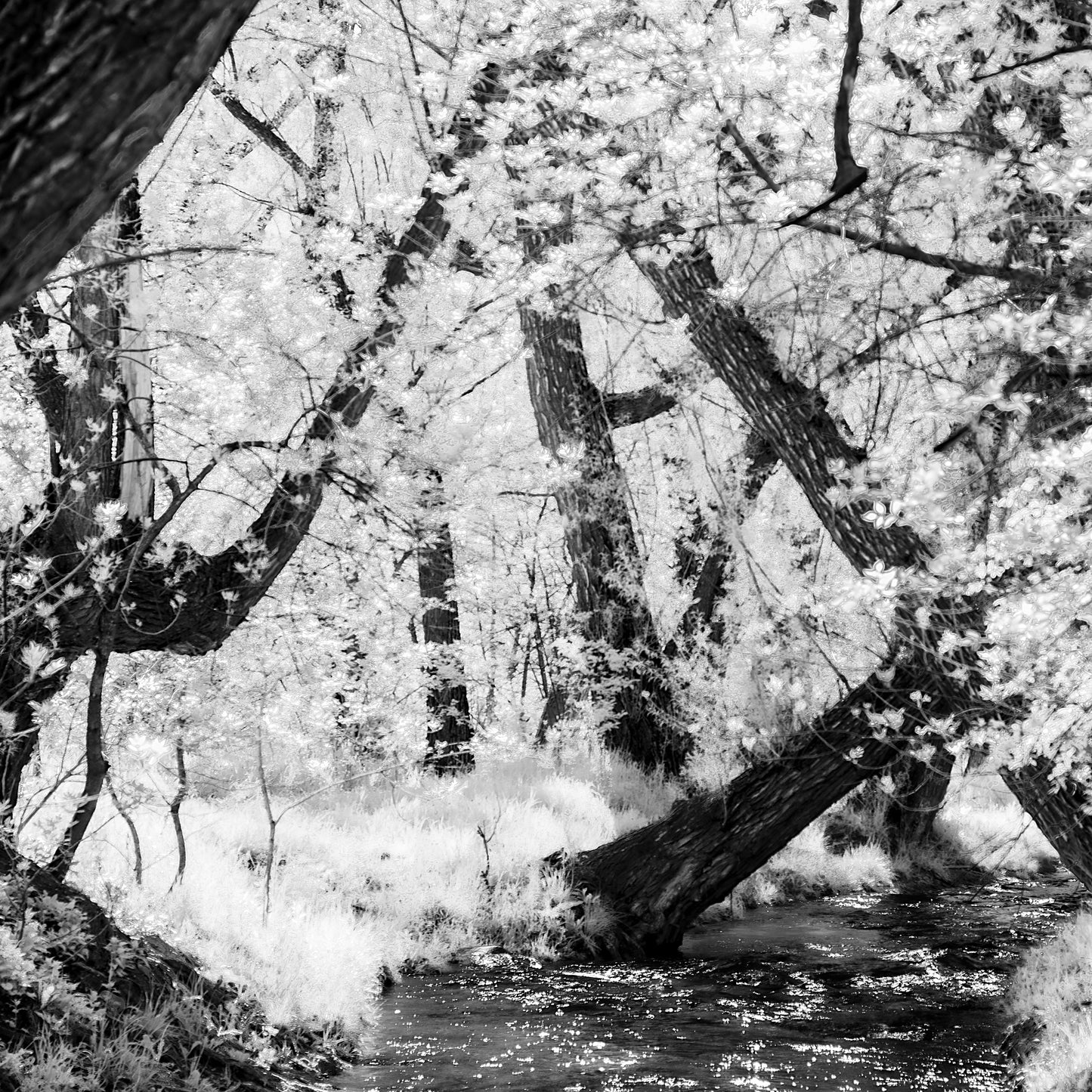 Fountain Creek Spring