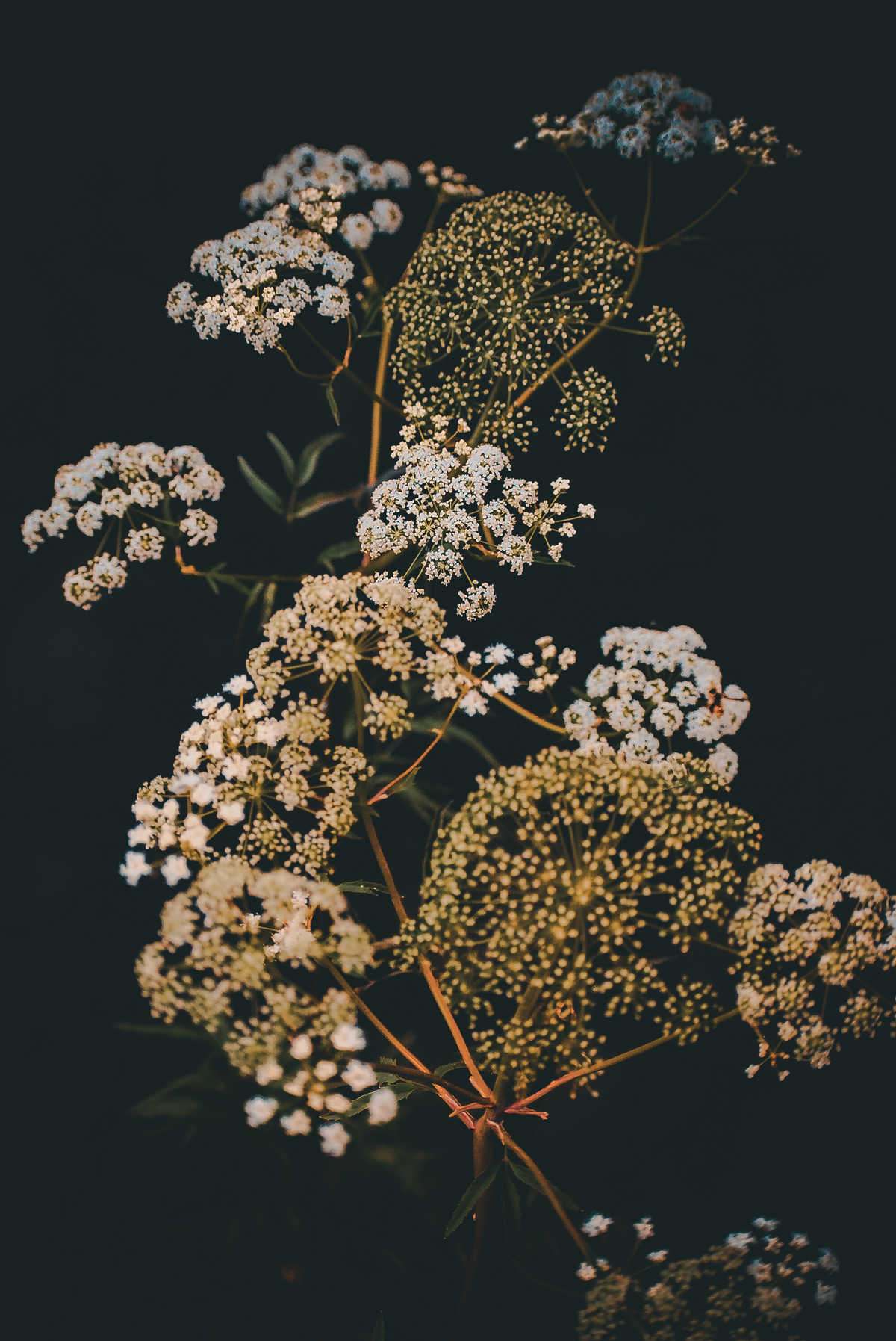 A Study In Stillness | 14x17" Framed Photograph