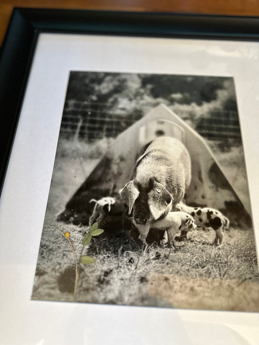 Pigs and Sprigs