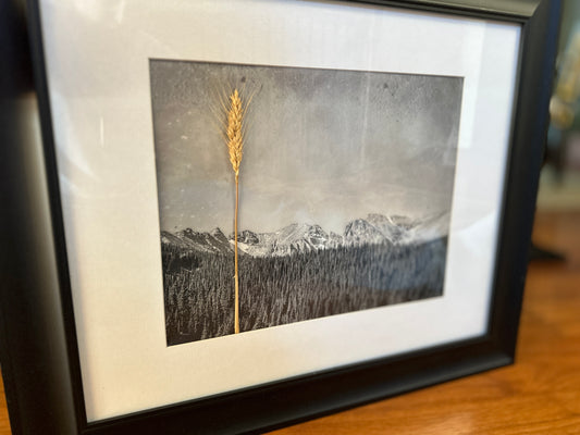 Colorado Wheat I