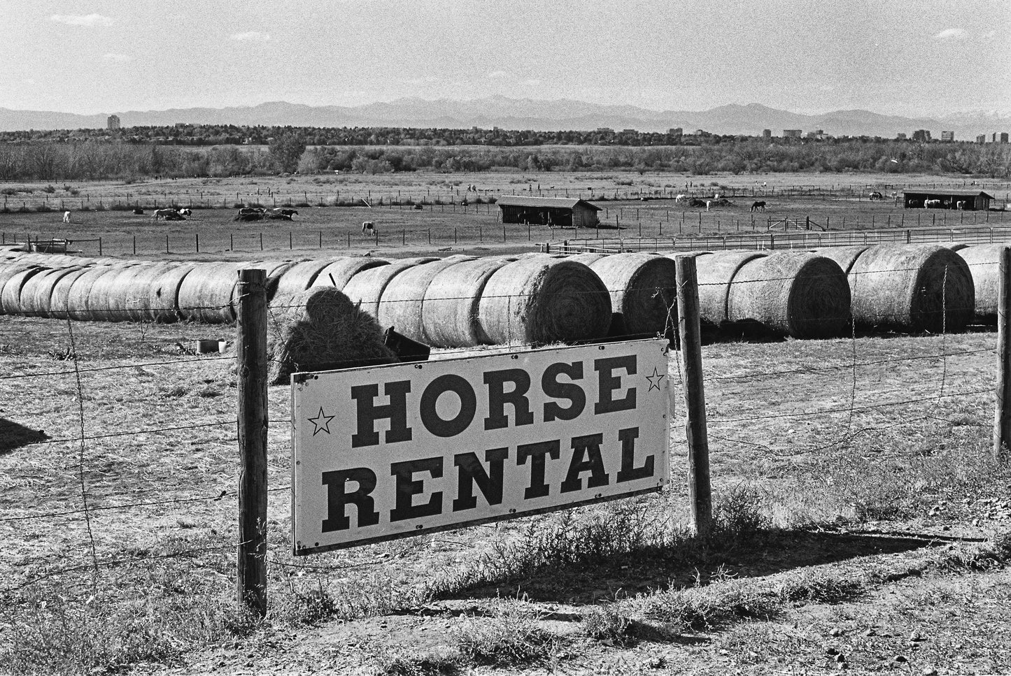 Horse Rental