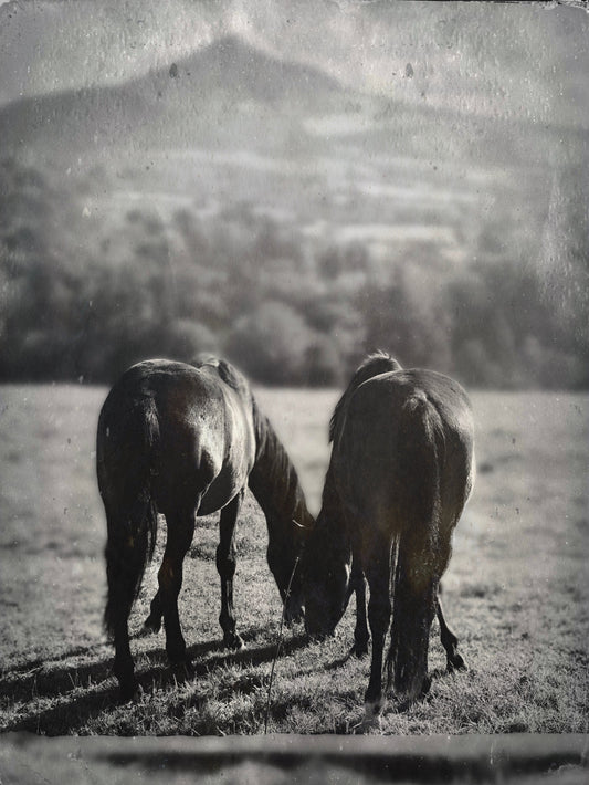 Wicklow Horses 6