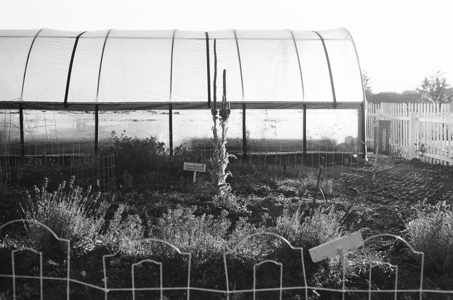 Winter Greenhouse