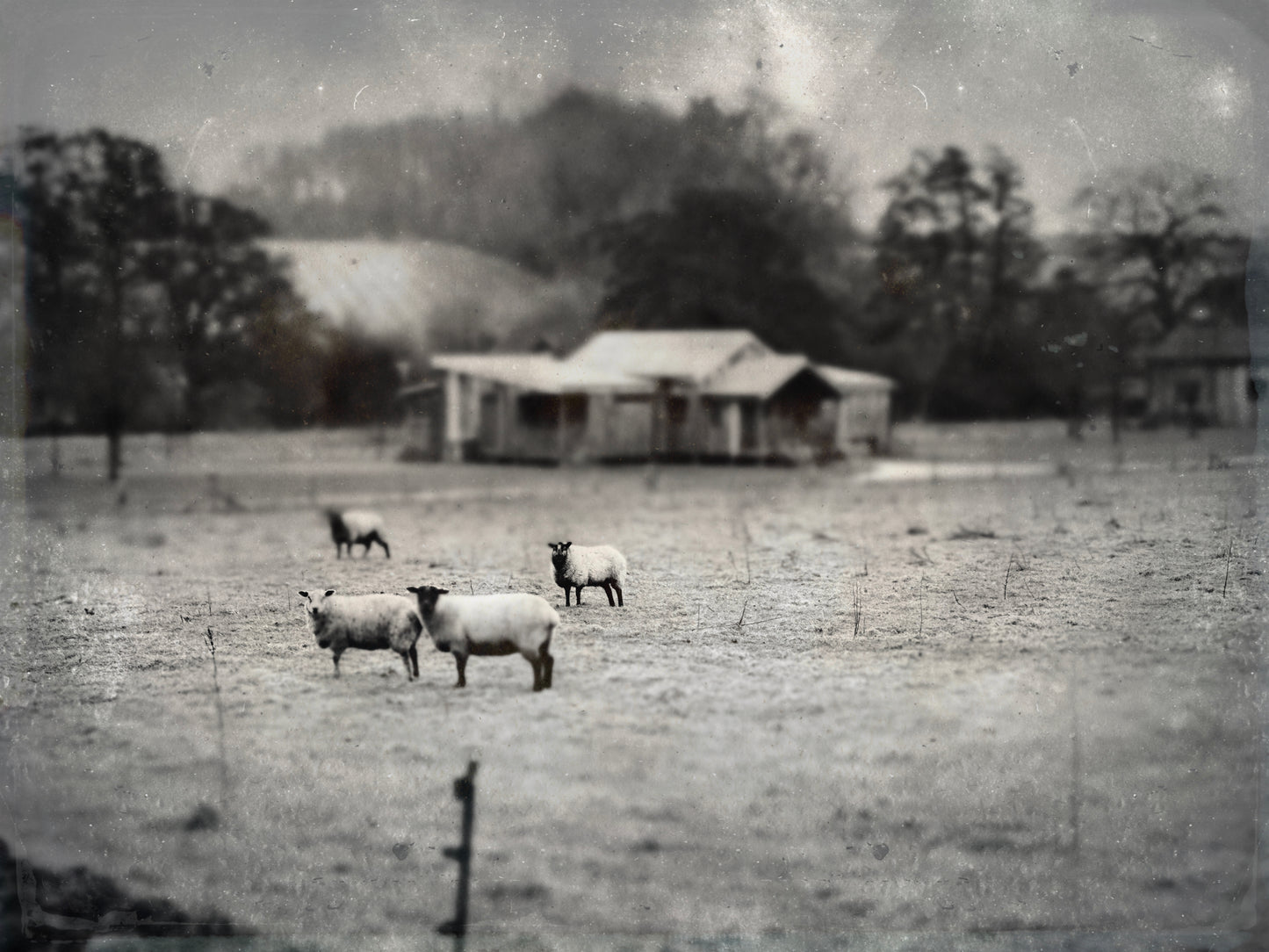 The Sheep in Focus