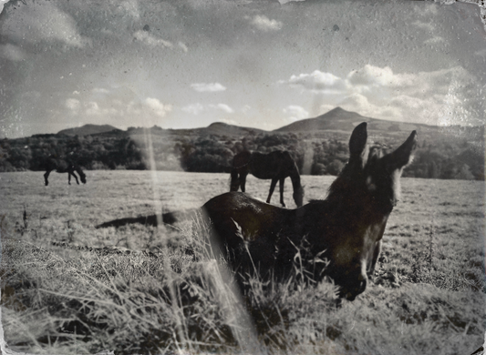 Oil on Wicklow Horses I