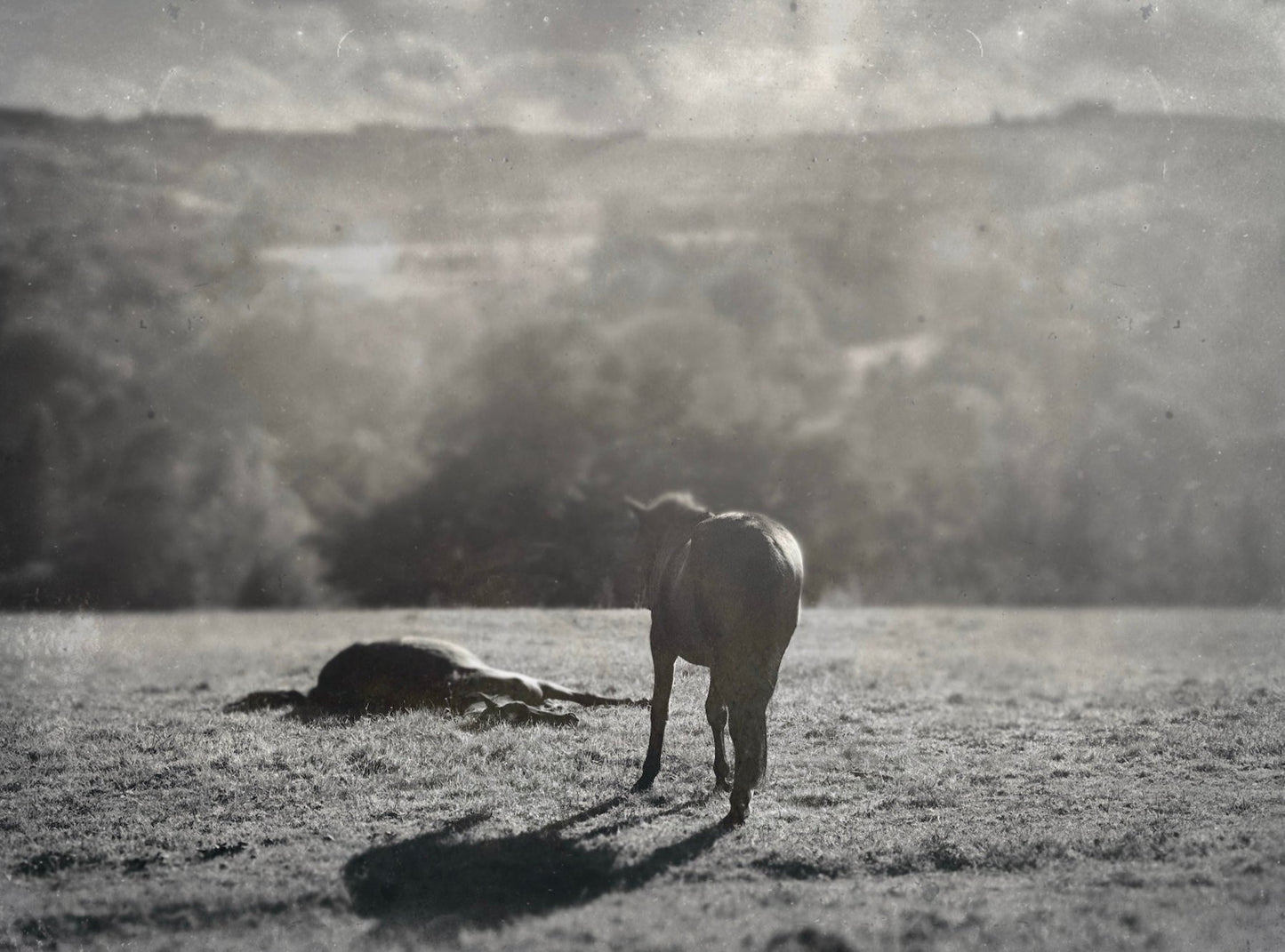 Horses of Wicklow