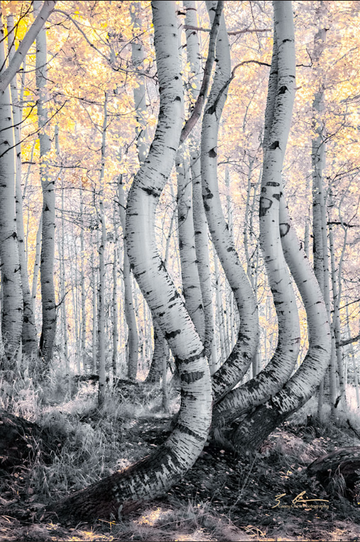 Mystic Forest (Infrared) (Paper Print)