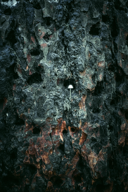 We Too Return to the Earth | 11x14" Photograph