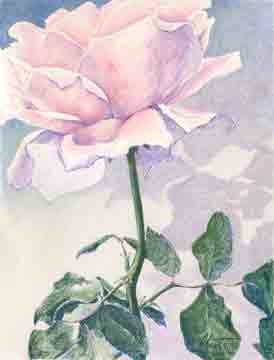 Pink Rose